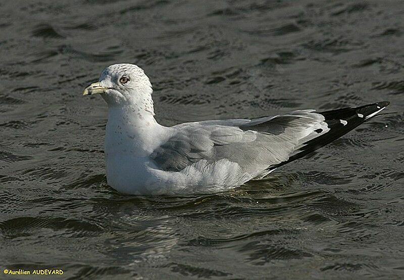 Ring-billed Gull