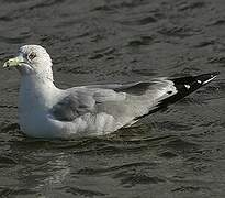 Ring-billed Gull