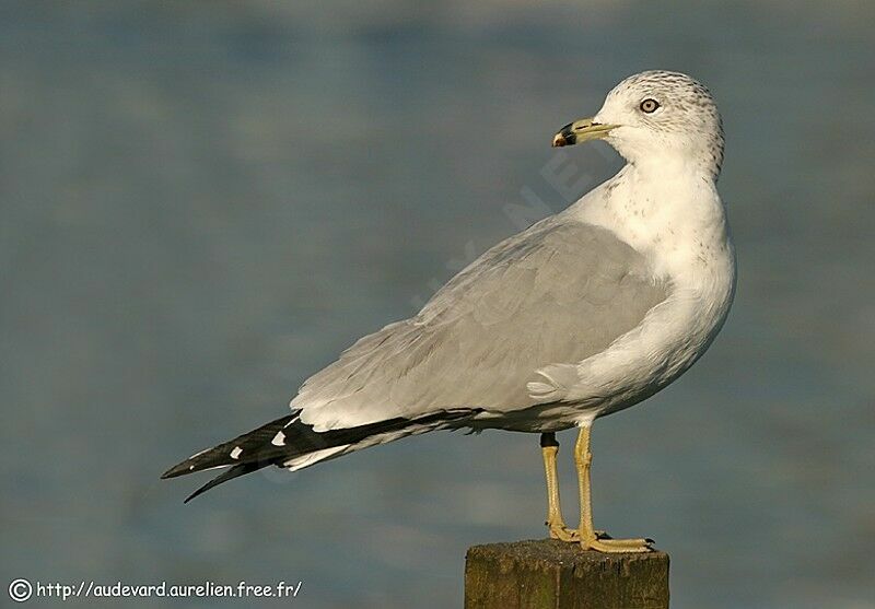 Ring-billed Gull