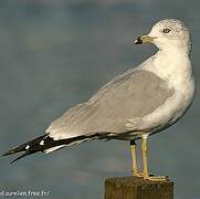 Ring-billed Gull