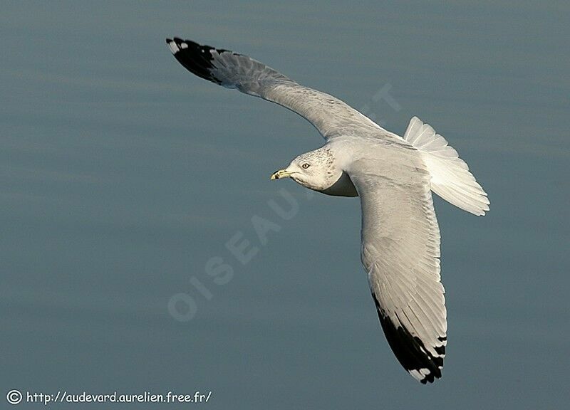 Ring-billed Gull