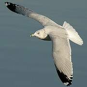 Ring-billed Gull