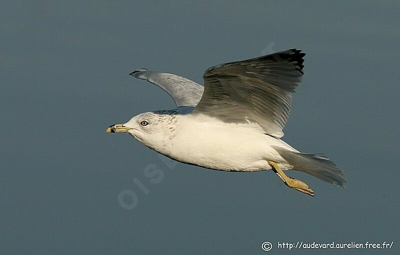 Ring-billed Gull