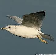 Ring-billed Gull