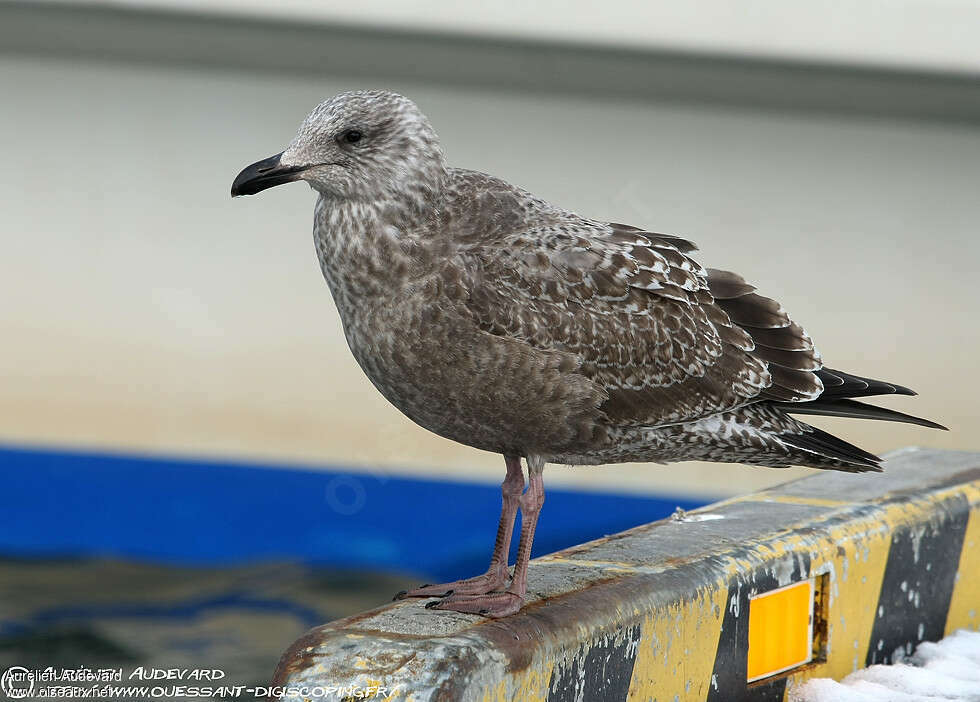 Slaty-backed Gulljuvenile, identification