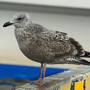 Slaty-backed Gull