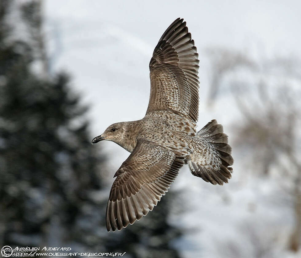 Slaty-backed Gulljuvenile, pigmentation, Flight