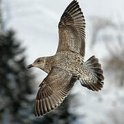 Slaty-backed Gull