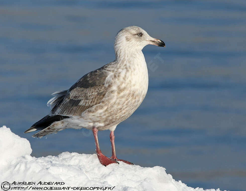 Slaty-backed Gullimmature, identification