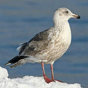 Slaty-backed Gull