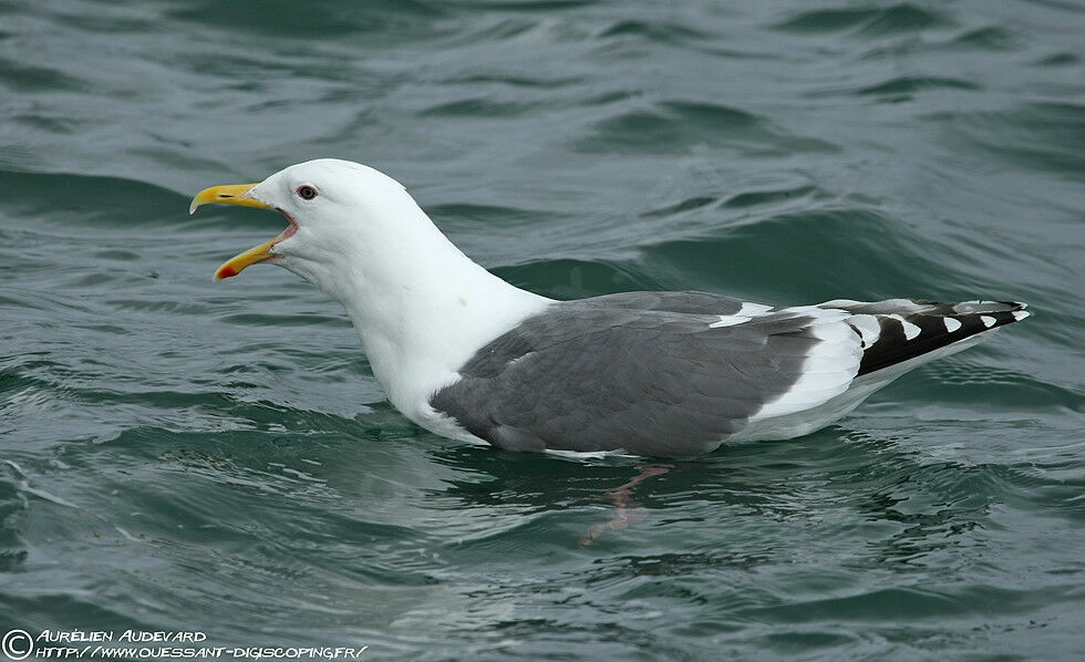 Slaty-backed Gull