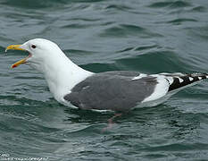 Slaty-backed Gull