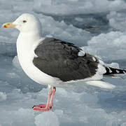 Slaty-backed Gull