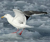 Slaty-backed Gull