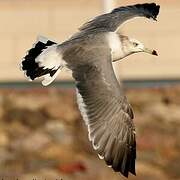 Black-tailed Gull