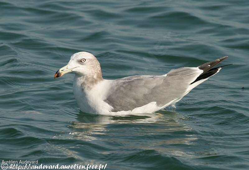 Black-tailed Gulladult post breeding, identification