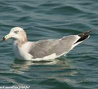 Black-tailed Gull