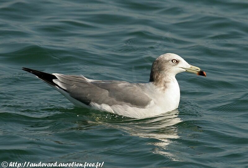 Black-tailed Gull