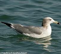 Black-tailed Gull