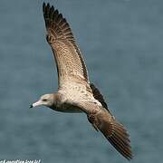 Black-tailed Gull