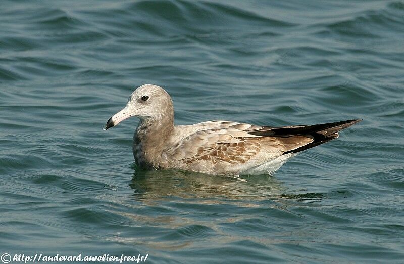 Black-tailed GullFirst year