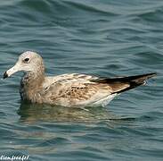 Black-tailed Gull