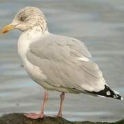 European Herring Gull