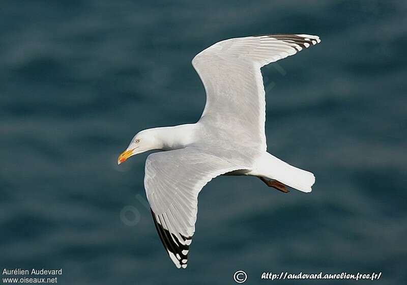 European Herring Gulladult, pigmentation, Flight