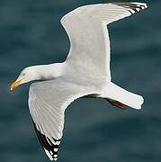 European Herring Gull