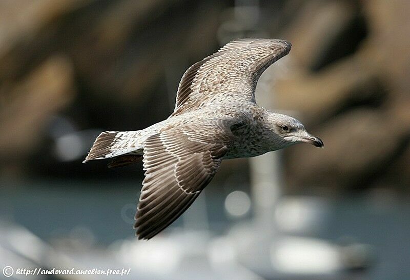 European Herring Gull