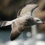 European Herring Gull