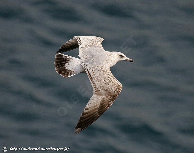 European Herring GullThird  year