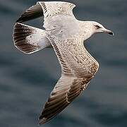 European Herring Gull