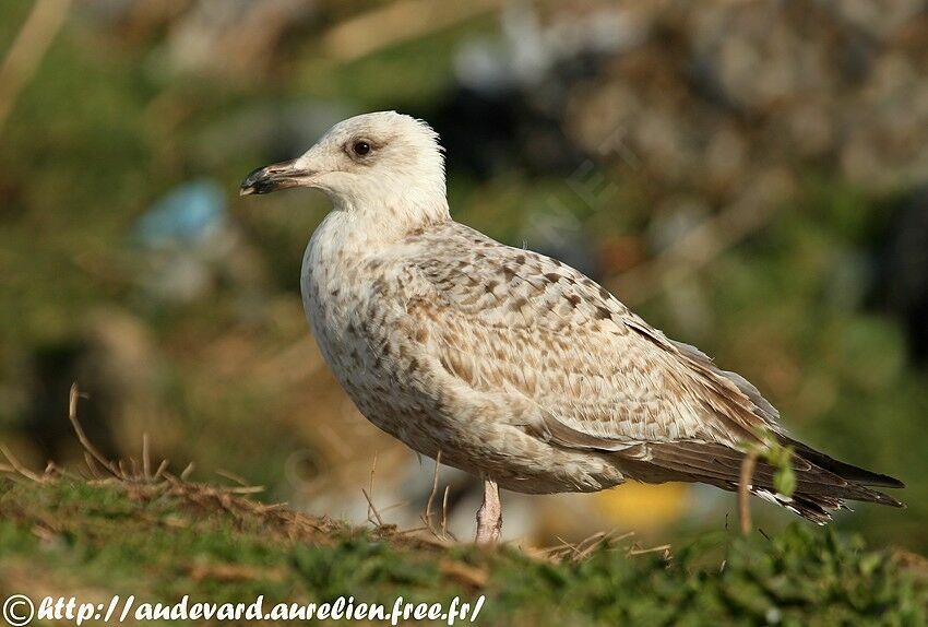 European Herring Gull