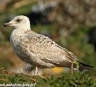 European Herring Gull