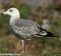 European Herring Gull