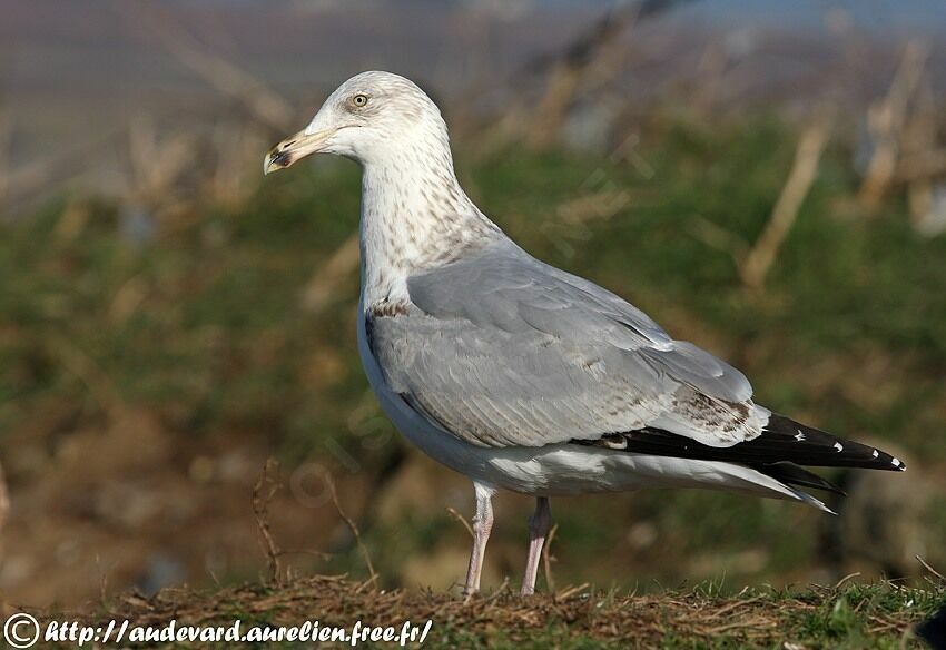 European Herring Gull