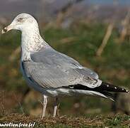 European Herring Gull