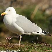 European Herring Gull