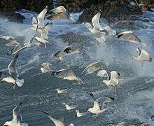 European Herring Gull