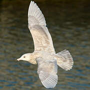 Glaucous Gull