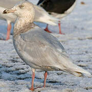 Glaucous Gull