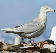 Glaucous Gull