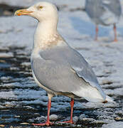 Glaucous Gull