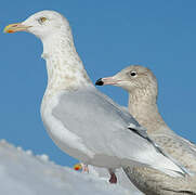 Glaucous Gull