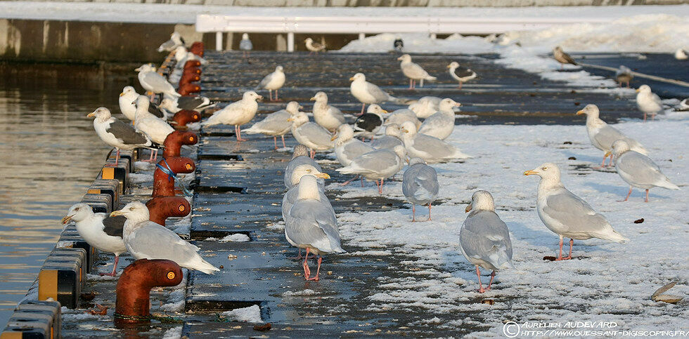 Glaucous Gulladult, identification