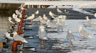 Glaucous Gull