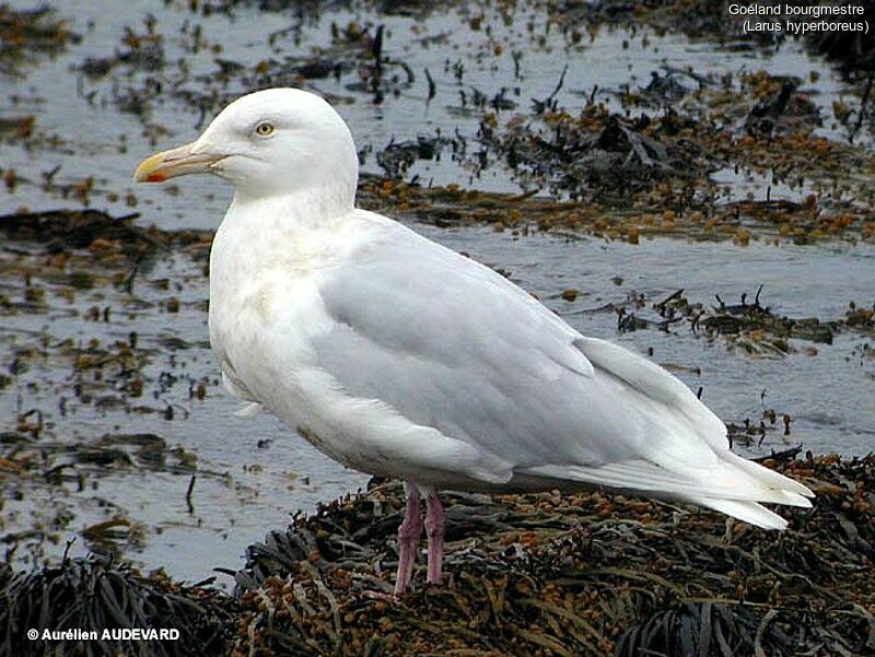 Glaucous Gull