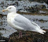 Glaucous Gull