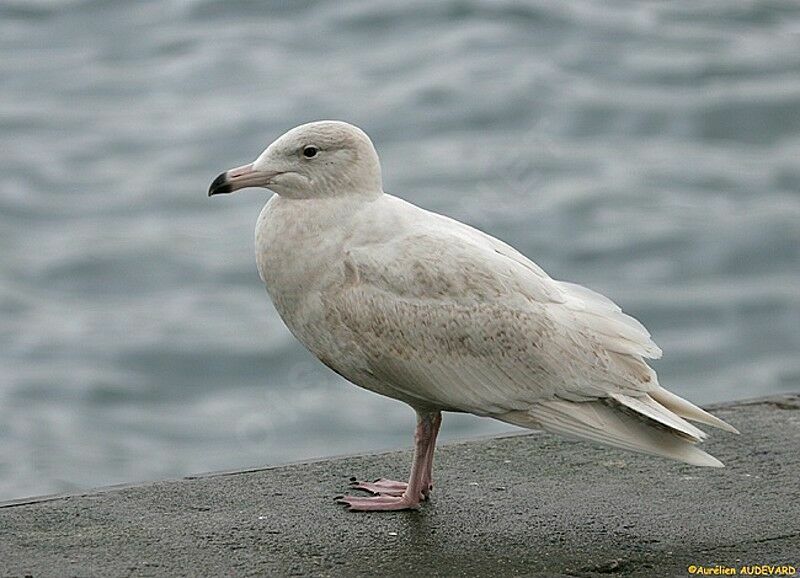 Glaucous Gull